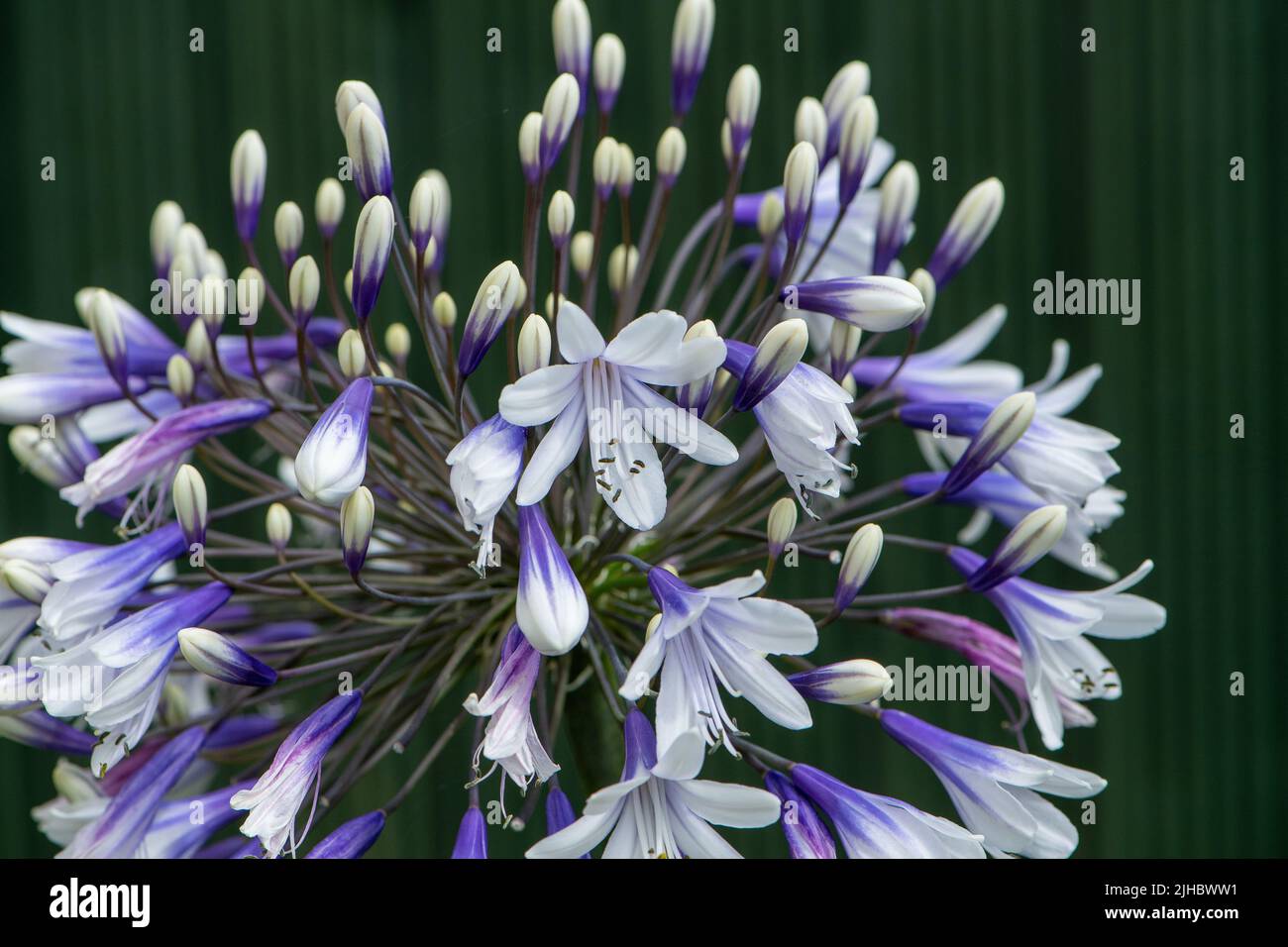 Agapanthus 'Fireworks'  African lily Stock Photo