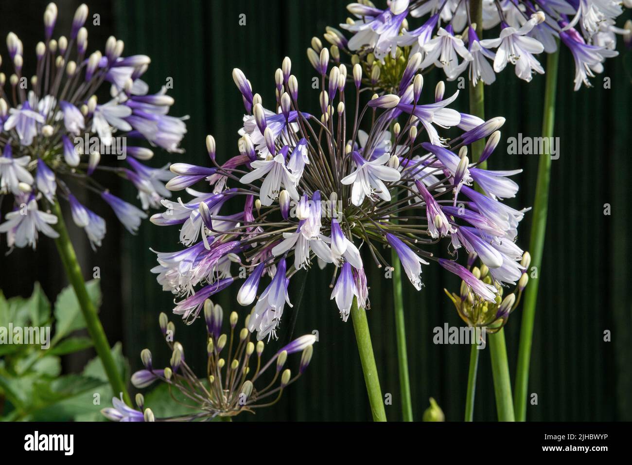 Agapanthus 'Fireworks'  African lily Stock Photo