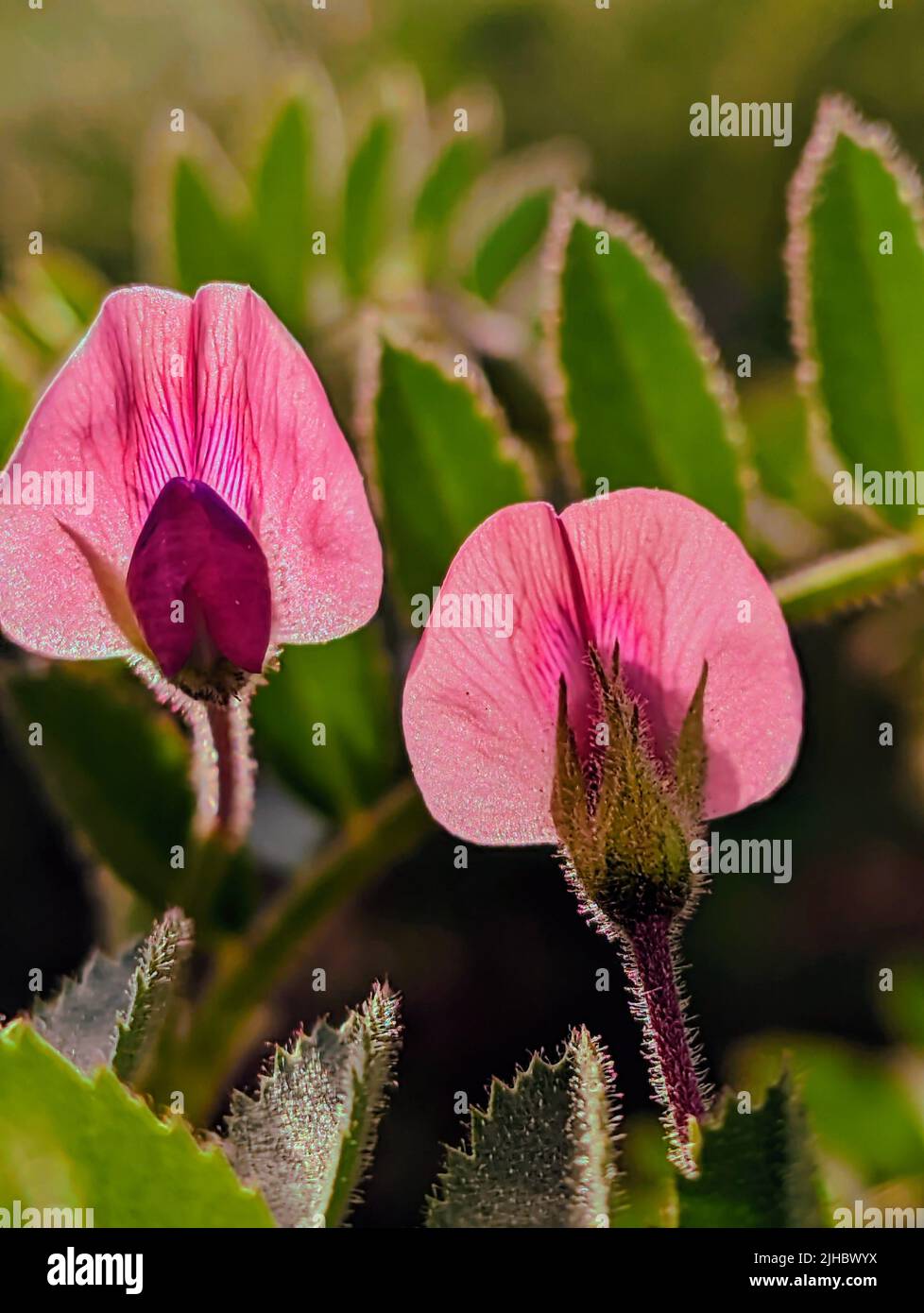 Beautiful view of Restharrow flowers in bloom in springtime pink flower of field Restharrow, Ononis arvensis Stock Photo