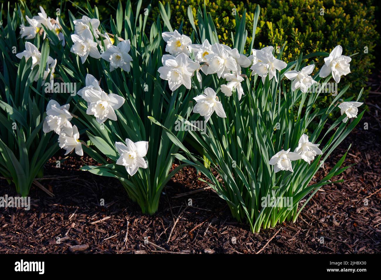 daffodils, white, yellow centers, bed, spring flowers, nature, bulbs, green leaves, garden, PA; Pennsylvania Stock Photo