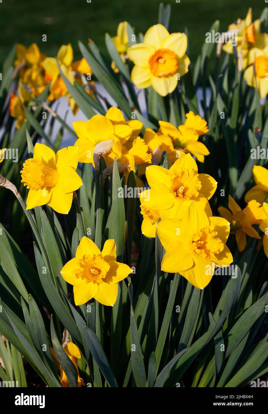 daffodils, yellow, bed, spring flowers, nature, bulbs, green leaves, garden, PA; Pennsylvania Stock Photo