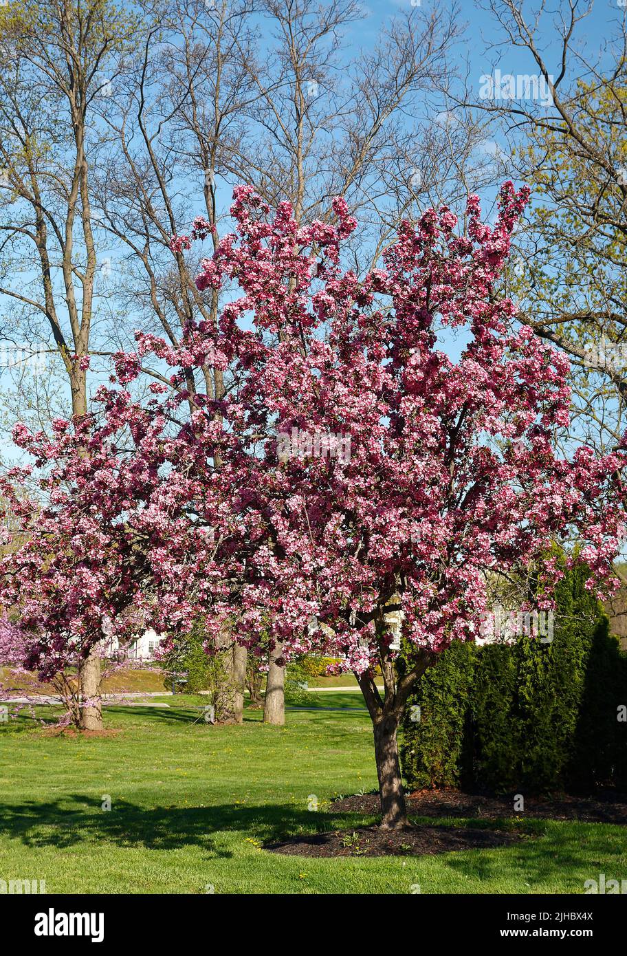 spring flowering tree, deep, nature, abundant display, deciduous, green