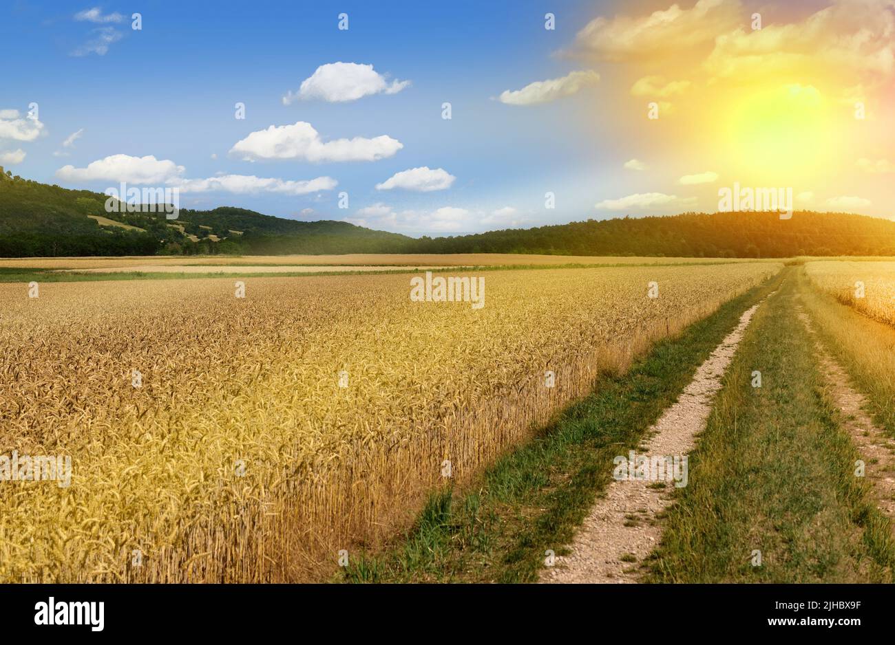 Wheat field grain harvest panorama landscape agriculture Stock Photo