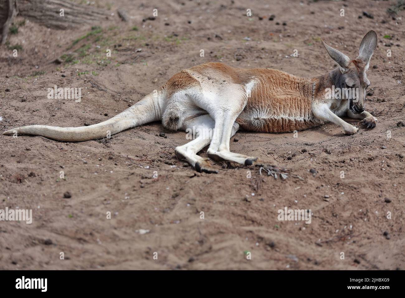 076 Male red kangaroo resting while lying on earthy soil covered ground. Brisbane-Australia. Stock Photo