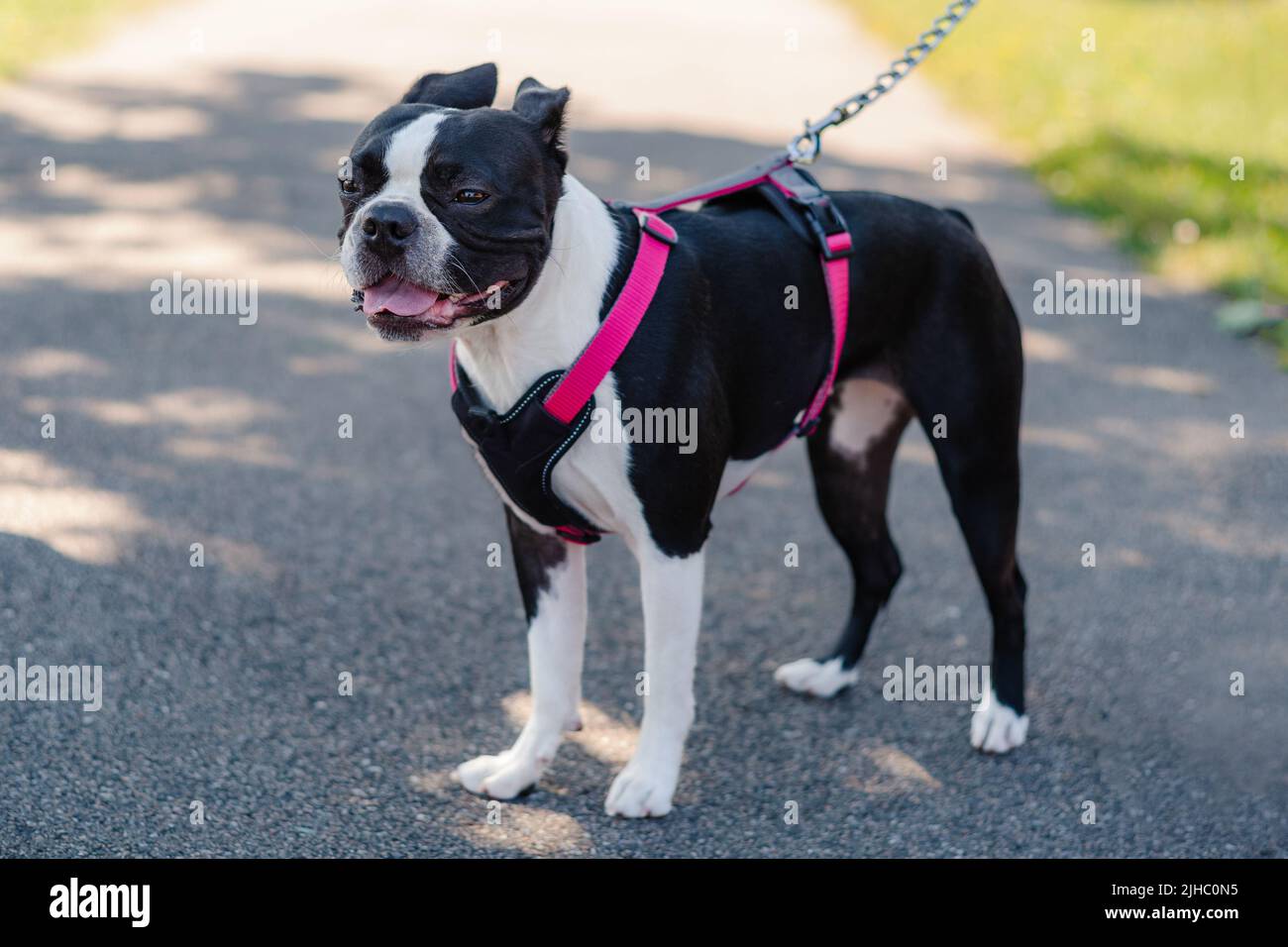 Young Boston Terrier standing outside, wearing a harness with pink straps and a rope chain leash. Her ears are back against her head. Stock Photo