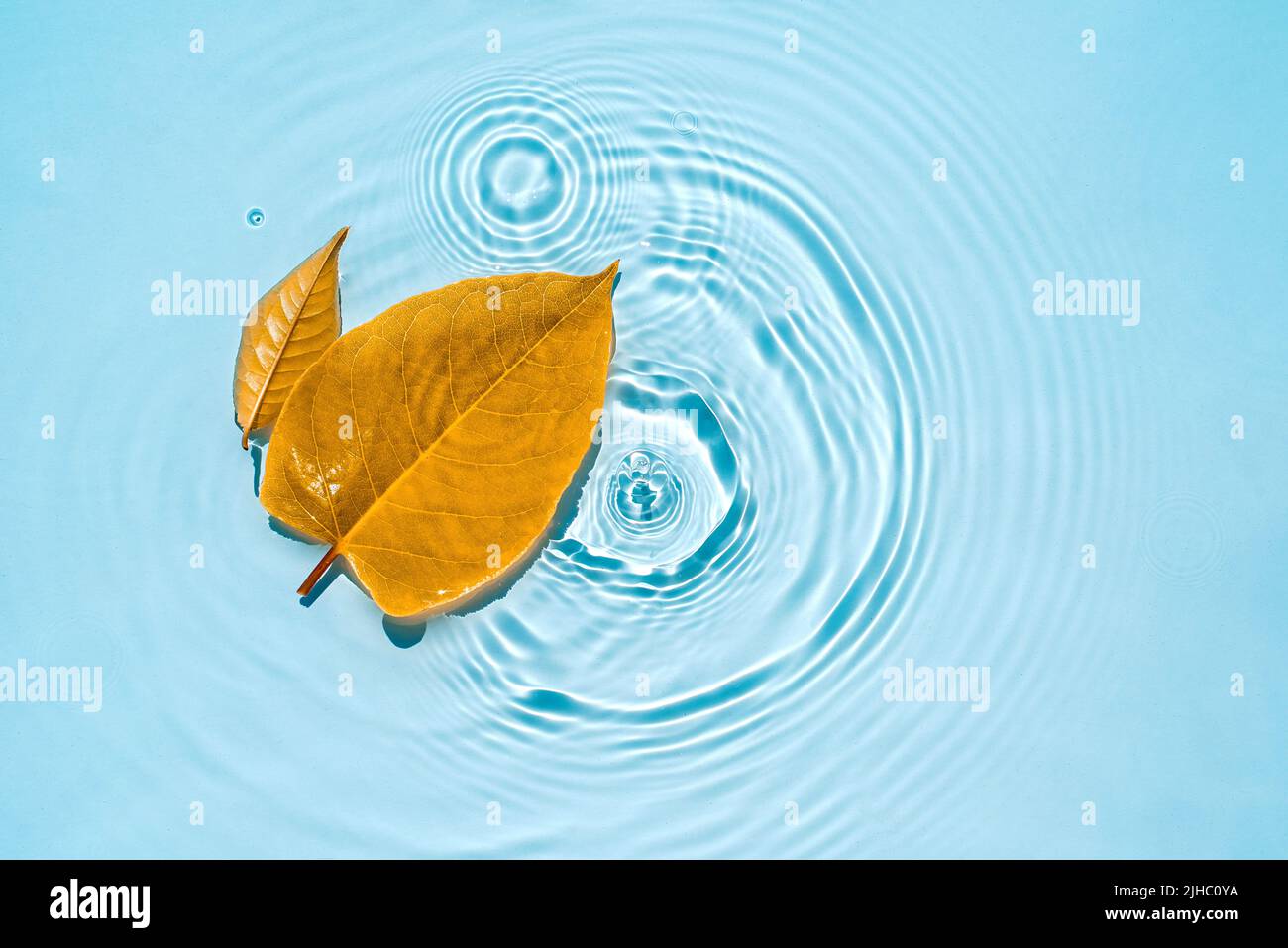 Yellow leaves on blue water with circles and ripples from drops and splashes Natural autumn background Autumn background clean transparent waves, wate Stock Photo
