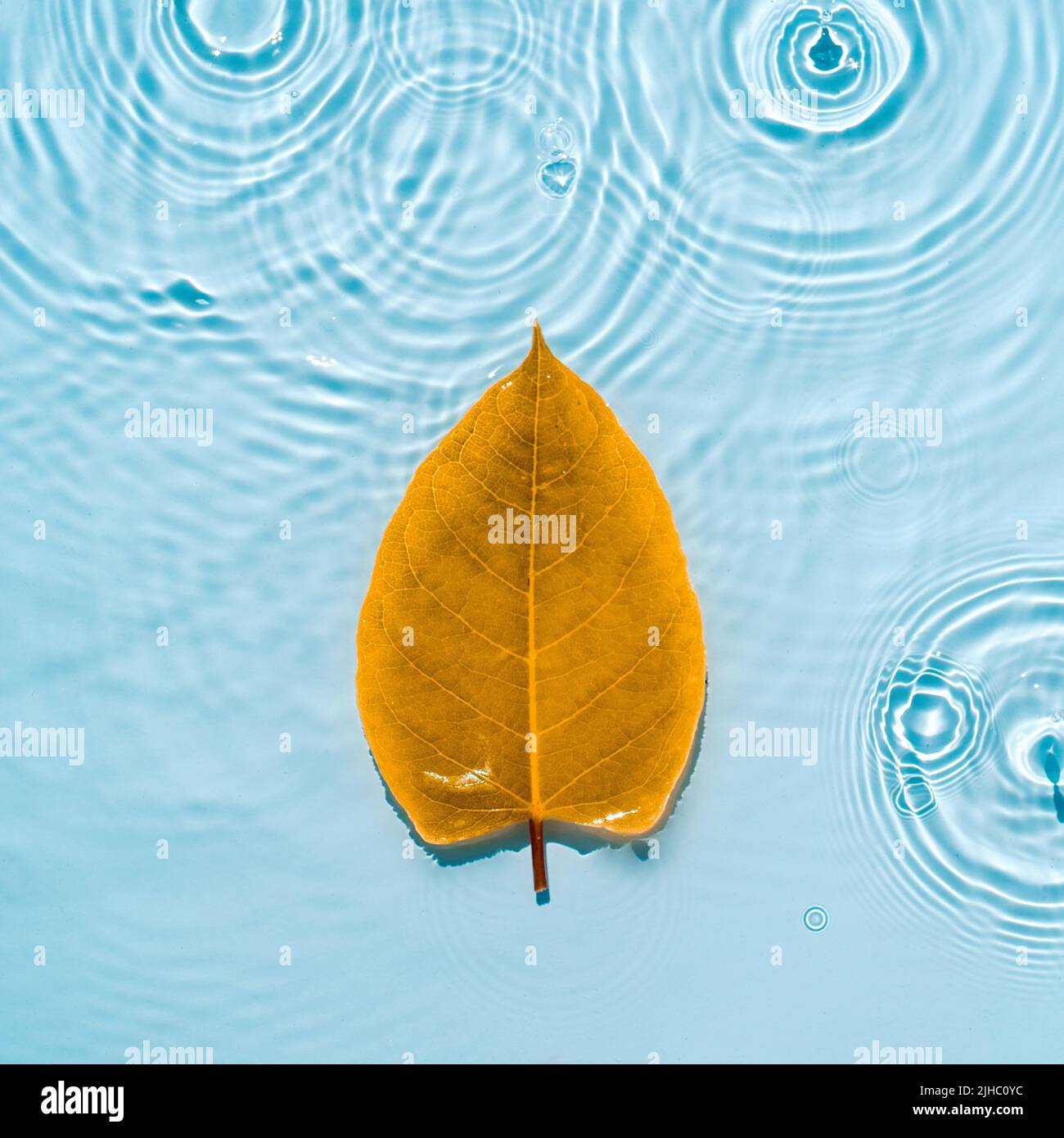 Yellow, autumn leaf against the background of blue water with drops, rings and ripples from raindrops Autumn backdrop for design. Flat lay, minimal Stock Photo