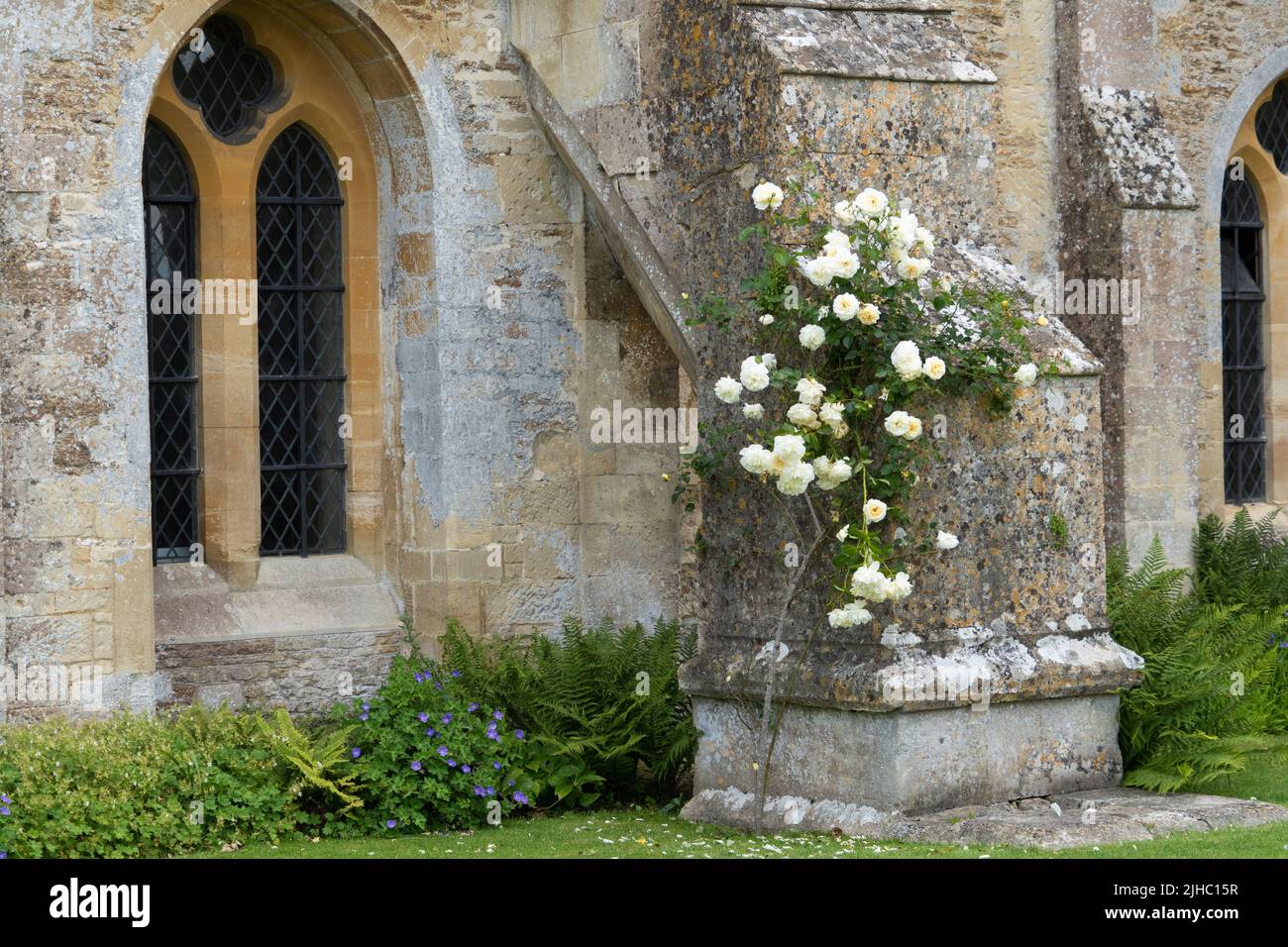 A bush of white roses on outside of old abbey wall. Green plants under arched windows and stone walls covered with moss Stock Photo