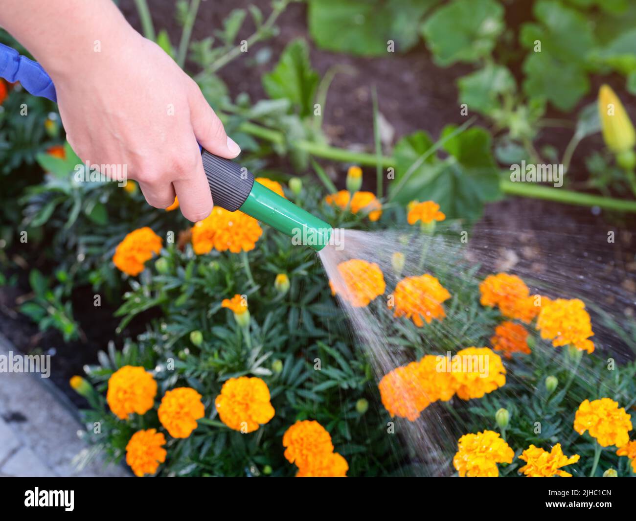 A close-up shot of a woman watering tagetes (marigolds) with a hose Stock Photo