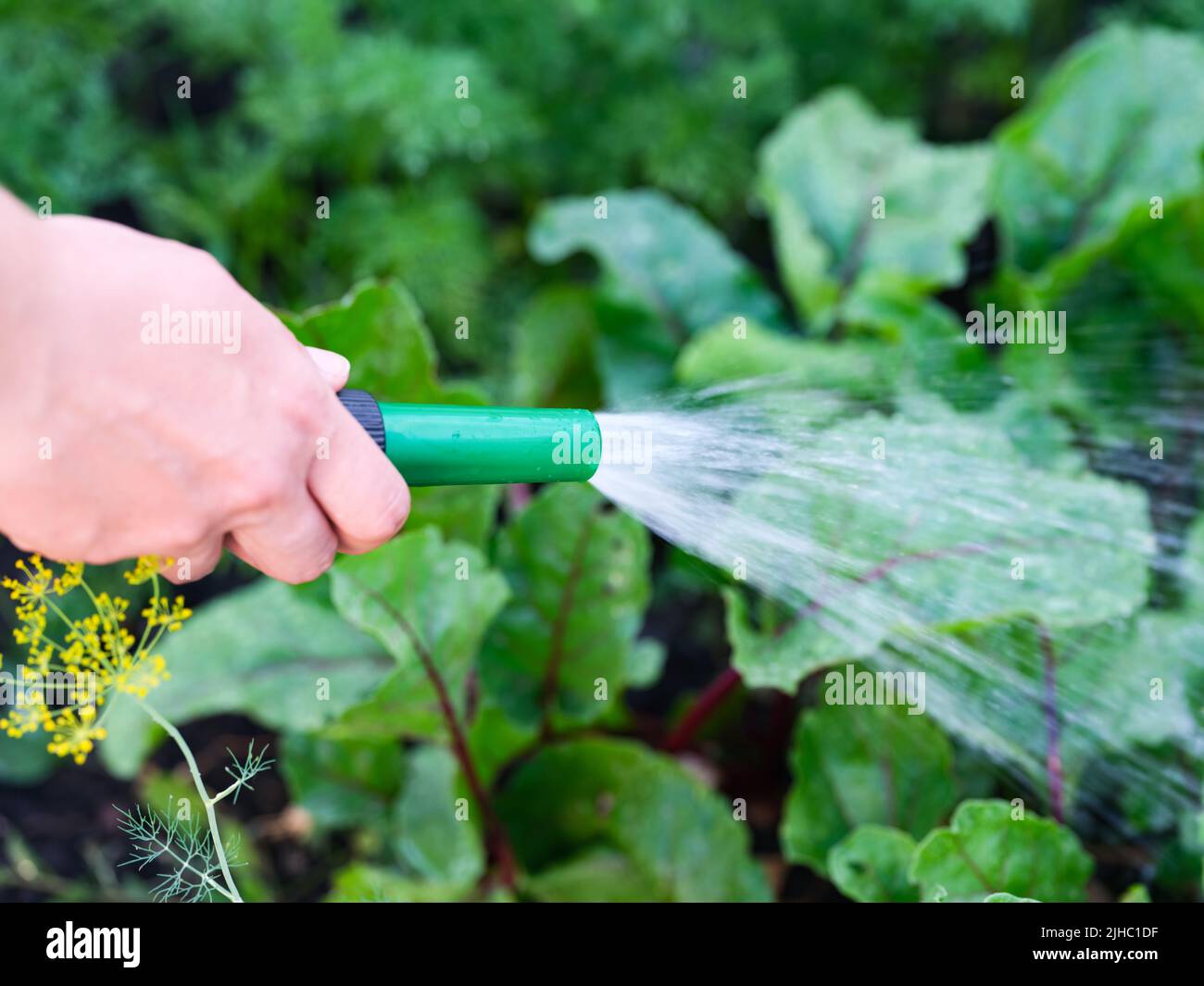 A close-up shot of a woman watering vegetable beds with a hose Stock Photo