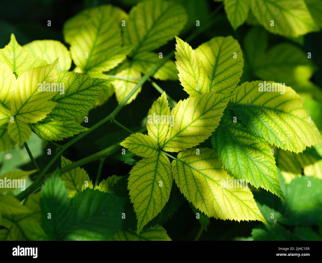 A close-up shot of a blackberry plant. Yellow leaves have an iron deficiency. Stock Photo