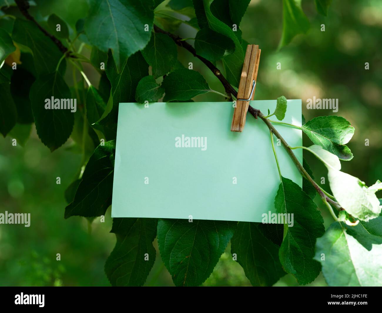A green paper note hanging on a tree branch. Close-up. Stock Photo