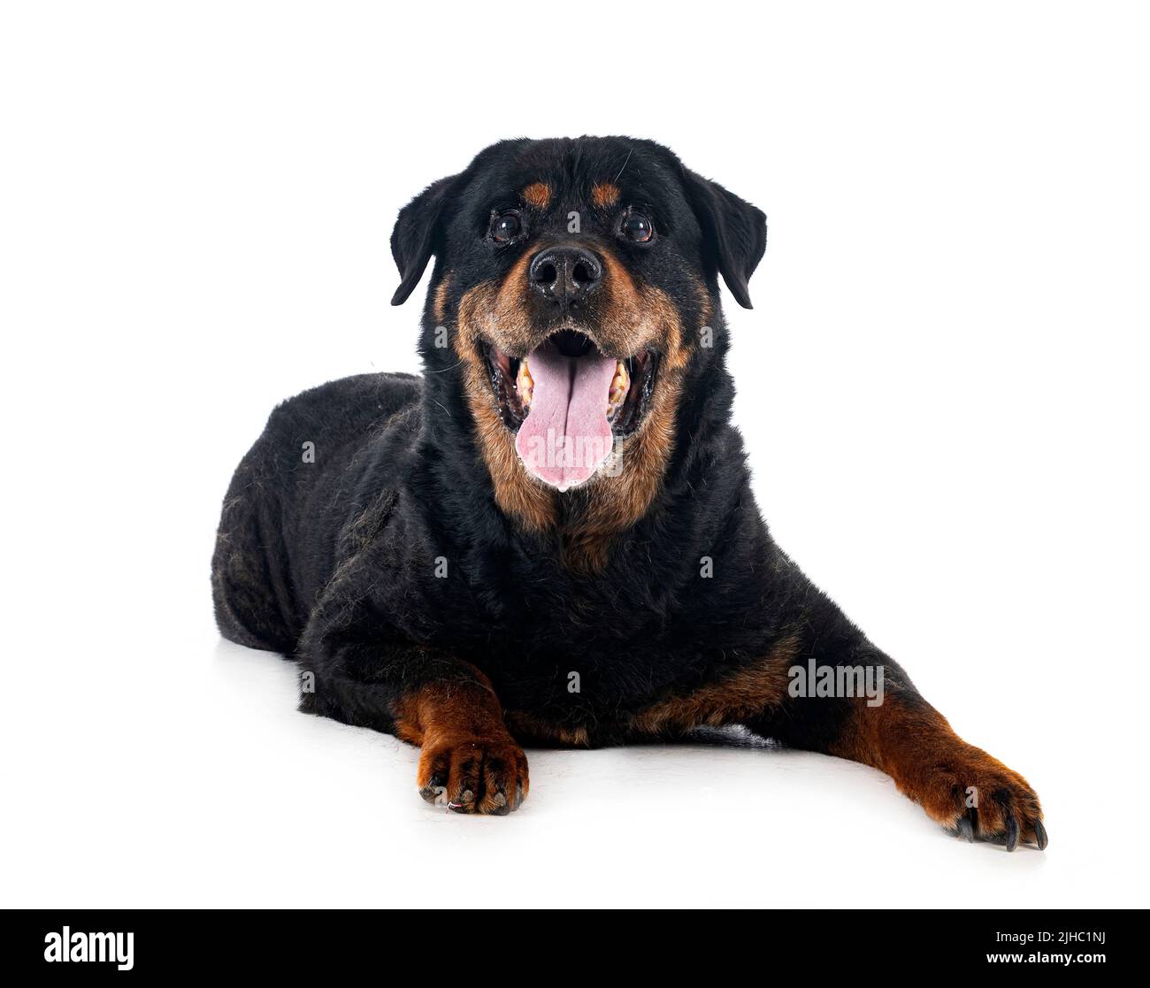purebred old rottweiler fourteen year in front of white background ...