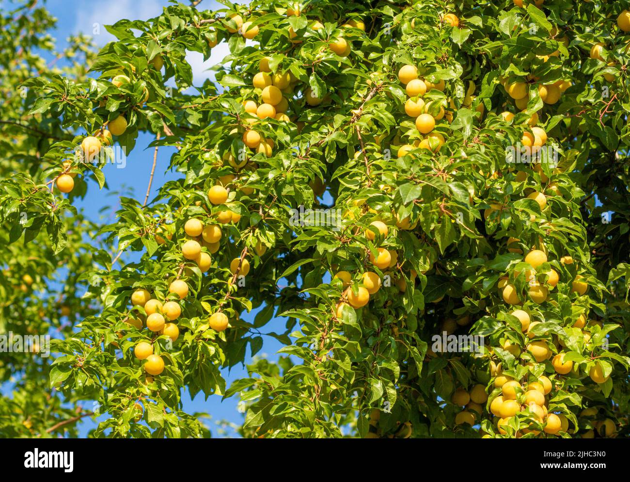 Ripe fruit of wild yellow Mirabelle cherry plum (Prunus cerasifera) on a tree in Summer Stock Photo