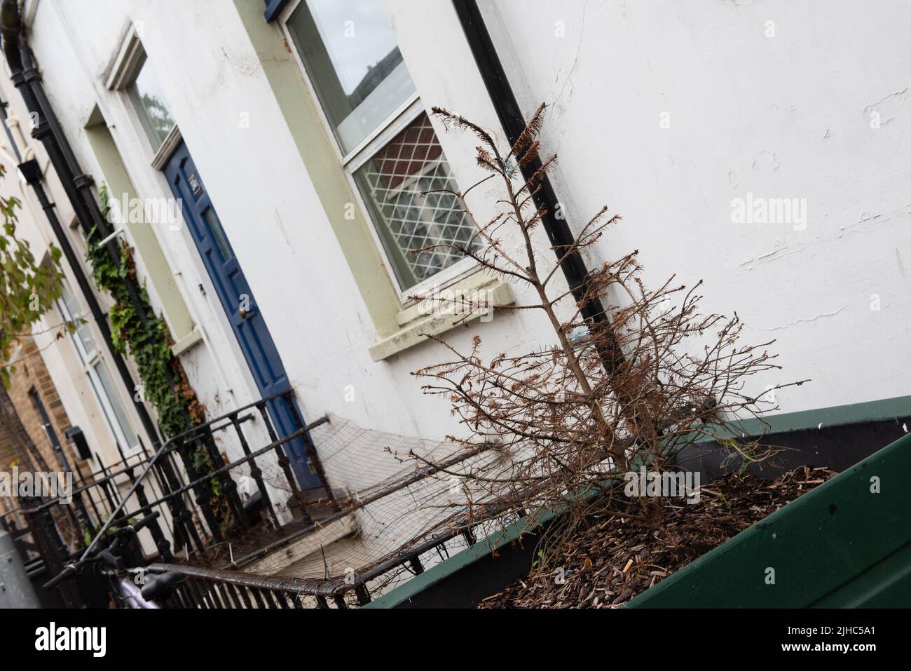 Dead christmas tree hires stock photography and images Alamy