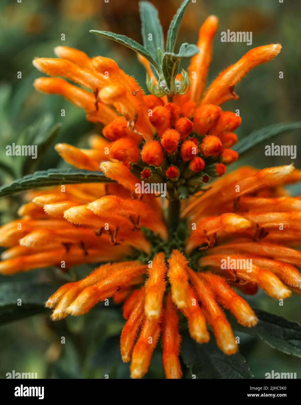 Lion's Tail bloom at peak color Stock Photo - Alamy