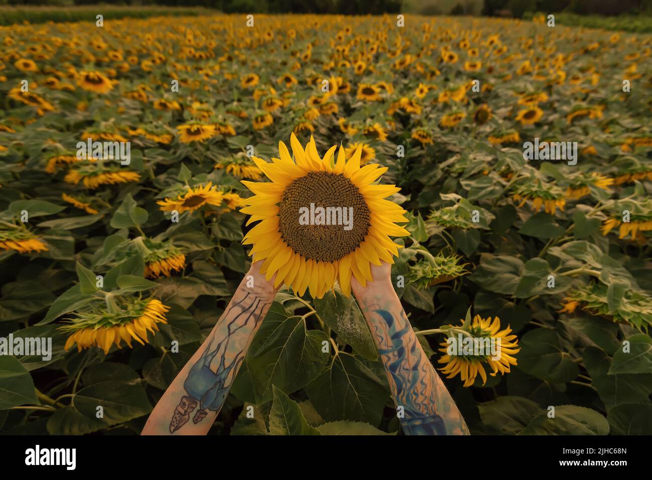 Half Cub and Lion Tattoo for Men | TikTok, image size:1300x957