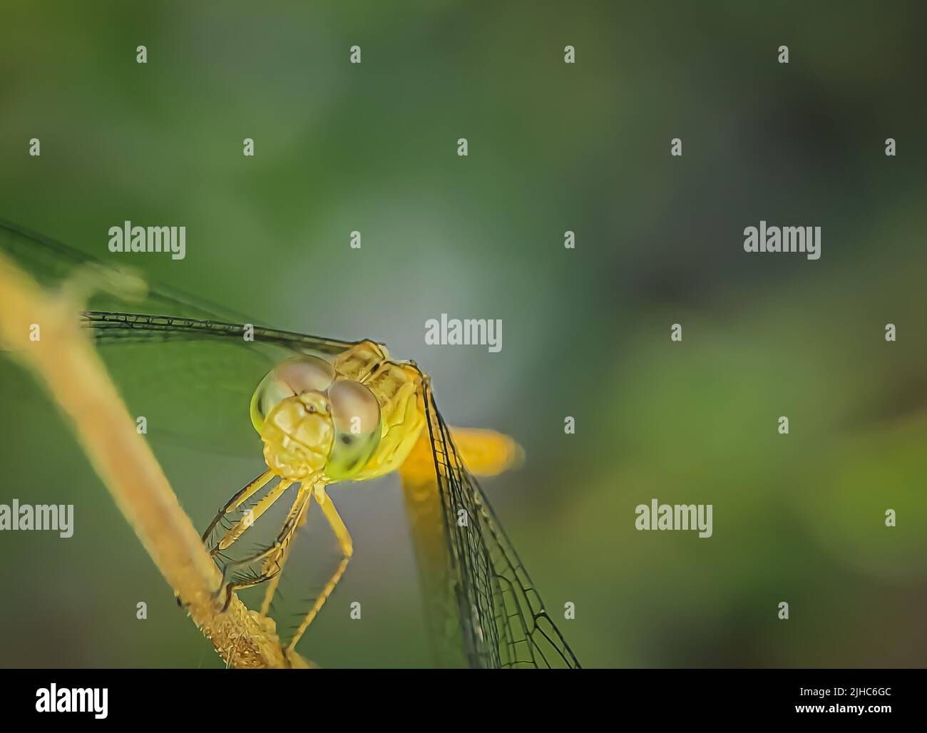 A macro shot of a dragonfly perched on a twig Stock Photo - Alamy