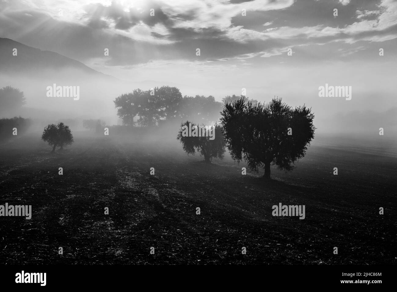 Olive trees in the middle of fog Stock Photo Alamy