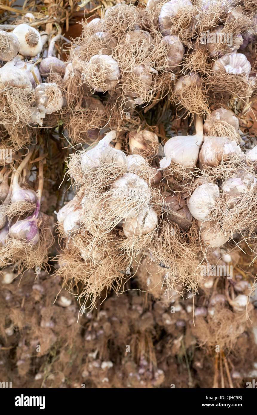 Organic garlic hang to dry, selective focus. Stock Photo