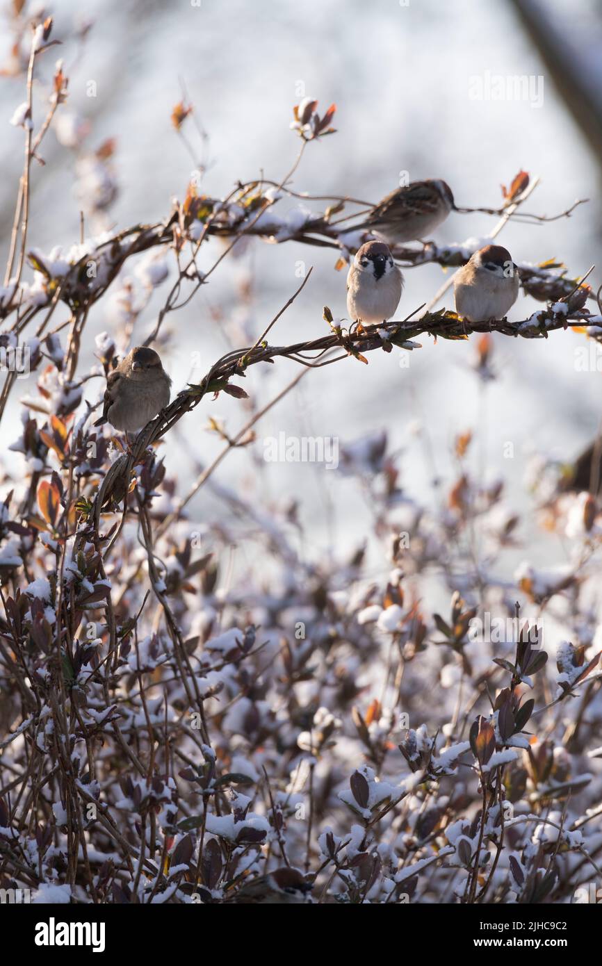 A House Sparrow (Passer Domesticus) & Tree Sparrows (Passer Montanus) Gather on Snow Covered Honeysuckle in Early Spring Sunshine Stock Photo