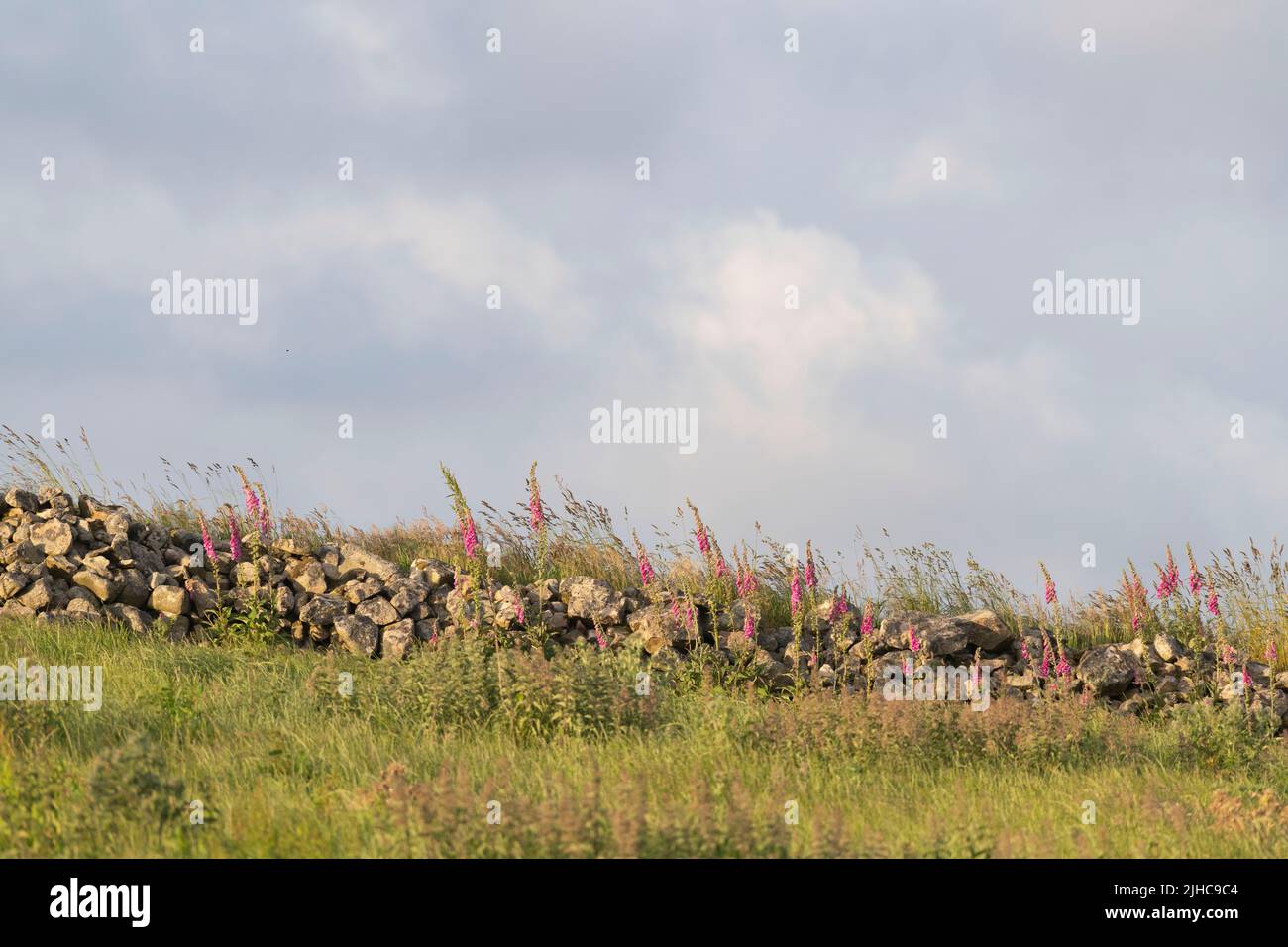 Foxgloves (Digitalis Purpurea) and a Variety of Grasses and Wildflowers Growing by a Drystone Wall at the Field Margin in Evening Sunshine Stock Photo