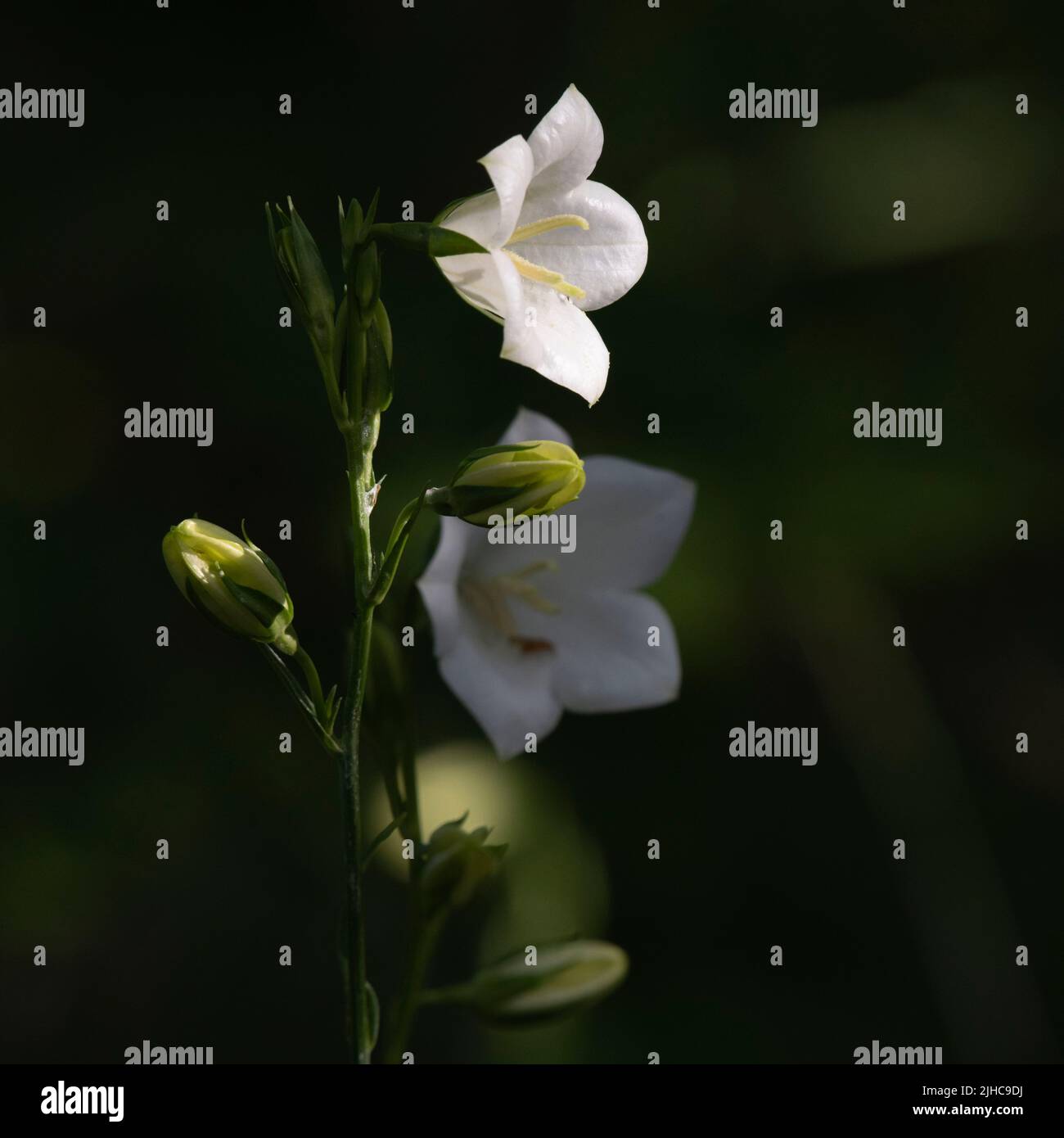 Dappled Sunshine on White Bellflower (Campanula Persicifolia var. Alba) Flowers and Buds Against a Dark Background Stock Photo
