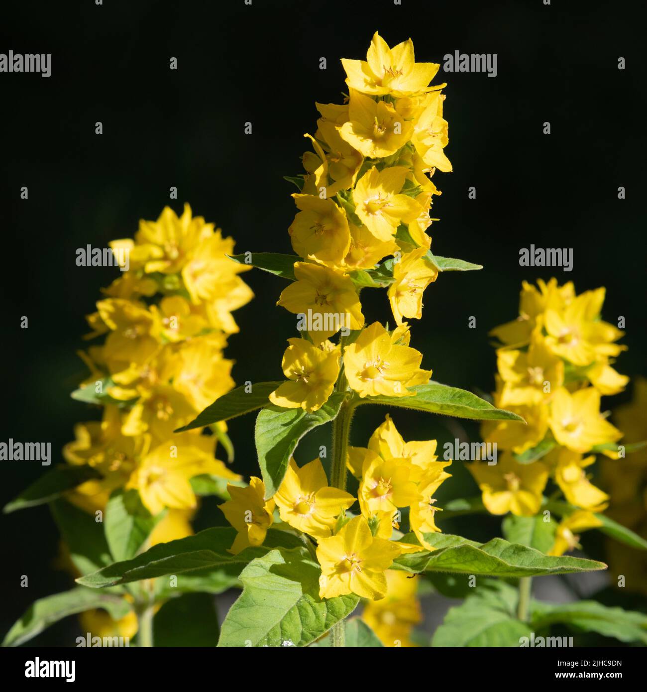 Large Yellow Loosestrife, or Circle Flower, (Lysimachia Punctata) in Bright Sunshine Against a Dark Background Stock Photo