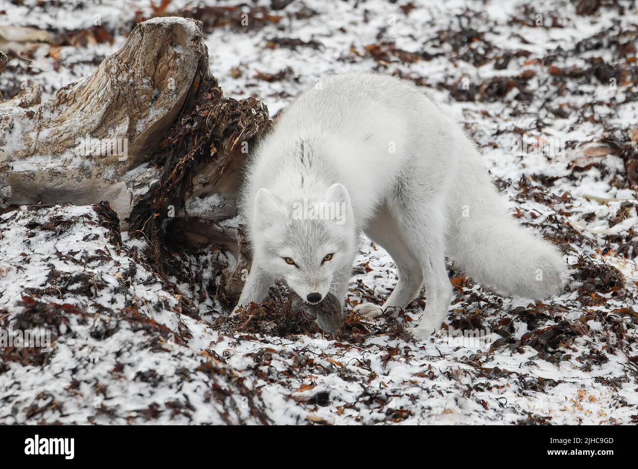 An Arctic Fox catches its prey on the cold tundra landscape near Churchill on an early November morning showing off its beautiful white coat Stock Photo