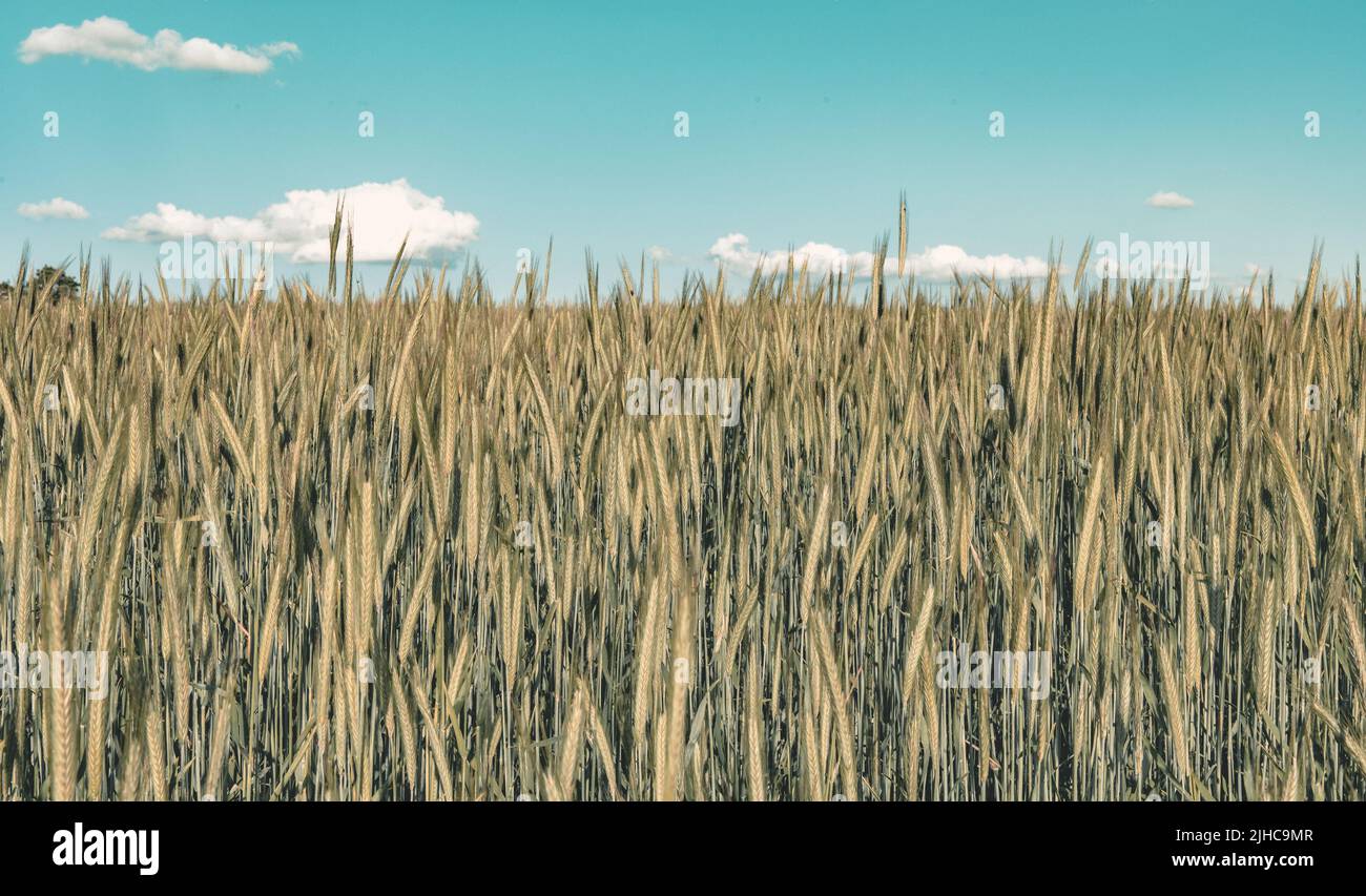 Green grain field Nature Food Industry  agricultural landscape Stock Photo