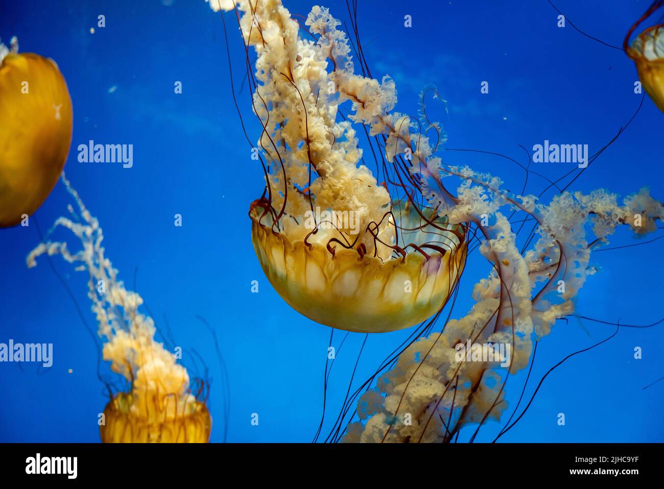 A closeup shot of yellow jellyfish swimming underwater in an aquarium