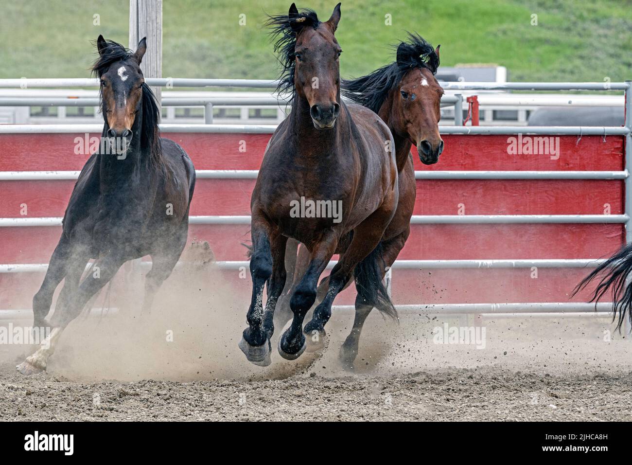 A group of older horses galloping around a rodeo arena. Standoff