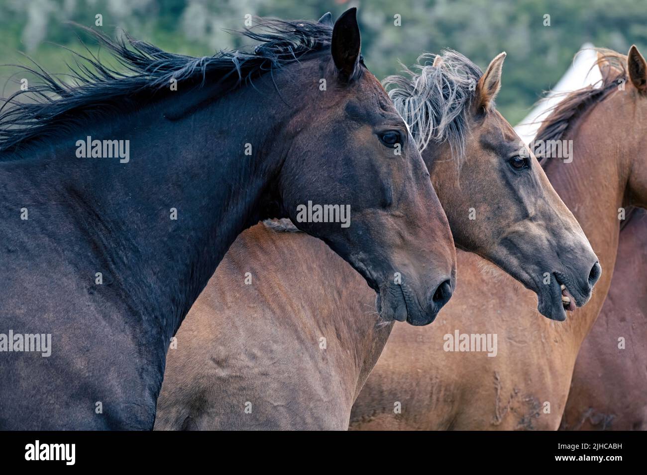A closeup of a group of older horses galloping around a rodeo arena