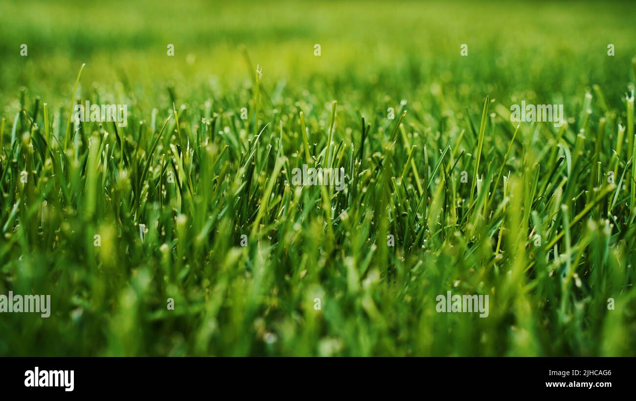green lawn background Selected focus. High quality photo Stock Photo