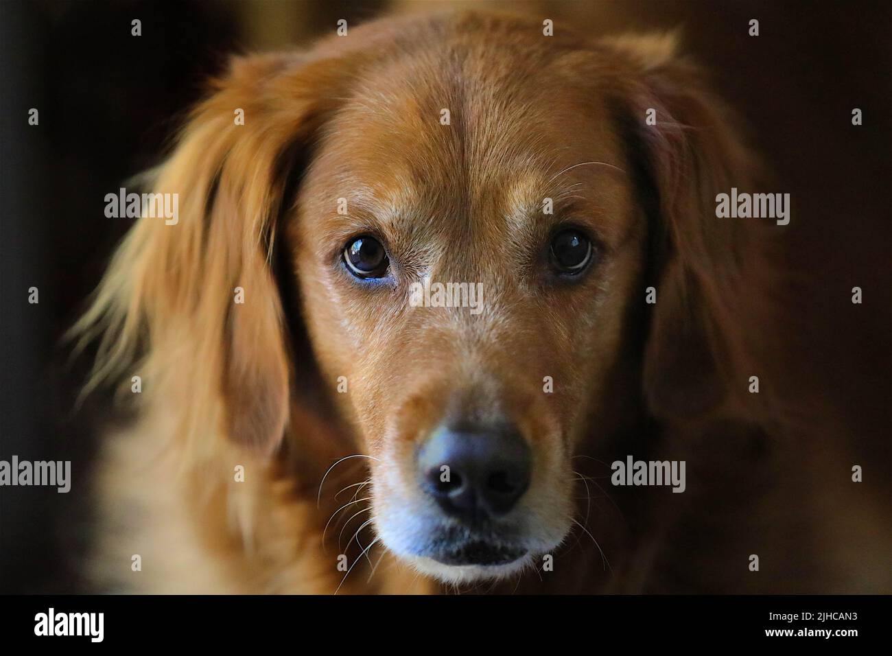 Golden retriever dog enjoying family time Stock Photo