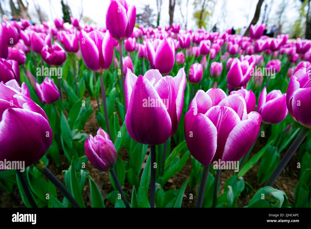 Pink tulips in the park. Spring blossom or spring bloom background photo. Tulip festival in Istanbul Emirgan Park. Stock Photo