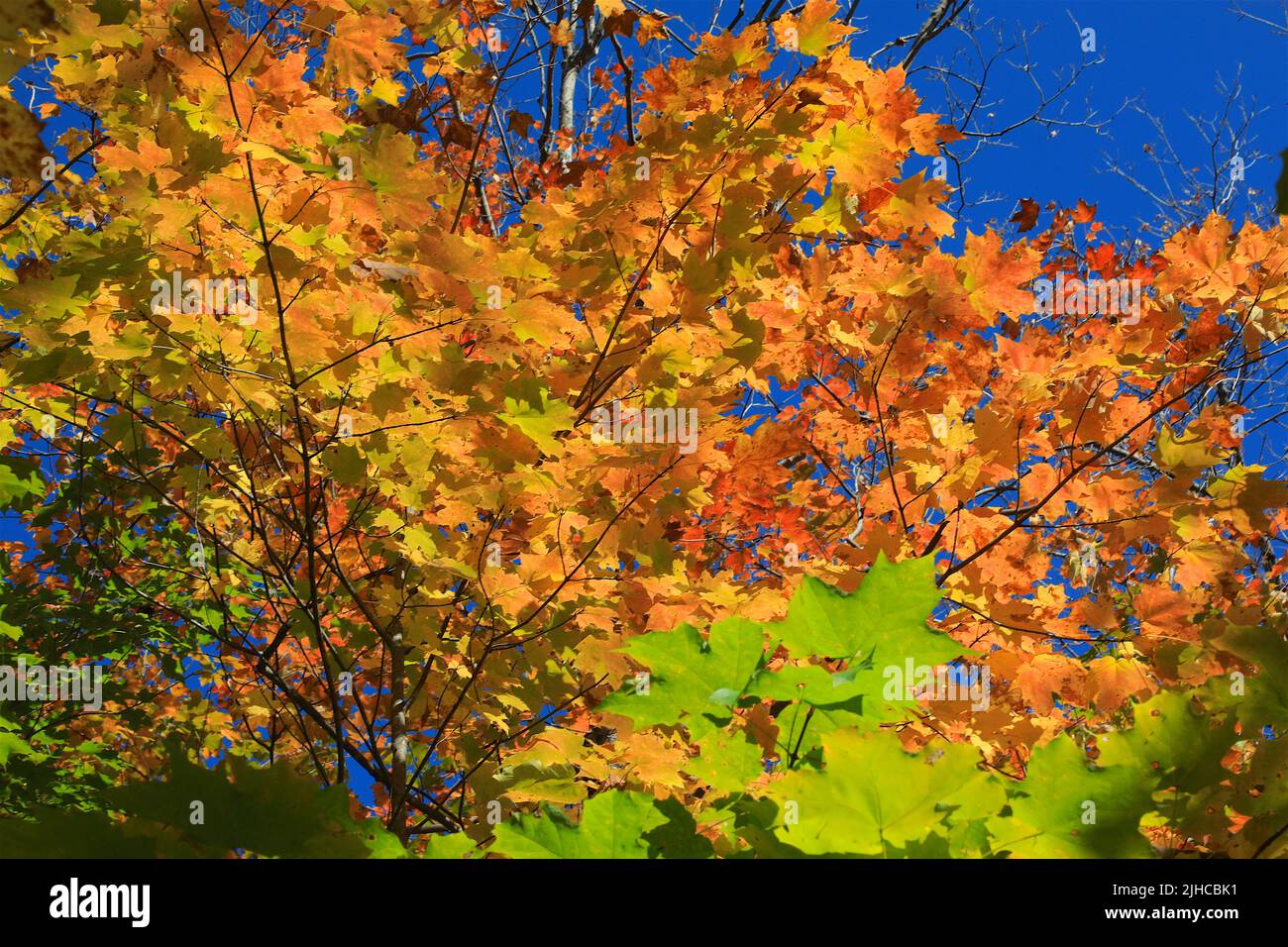 Autumn Leaves Background on the North Shore Hiking Trail of Minnesota near Lake Superior Stock Photo