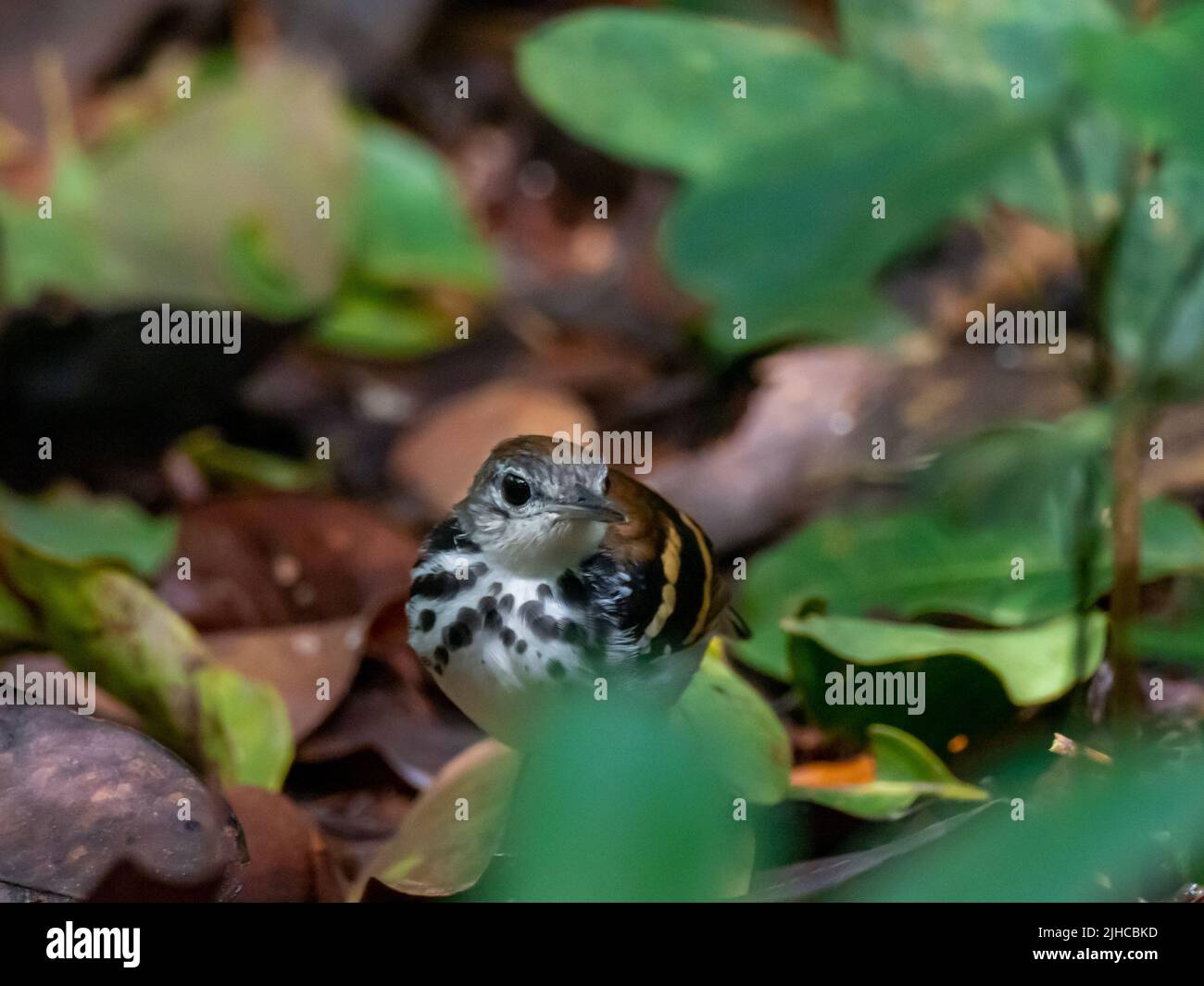 Banded Antbird, a rainforest bird walking on the forest floor in the Amazon of Peru Stock Photo
