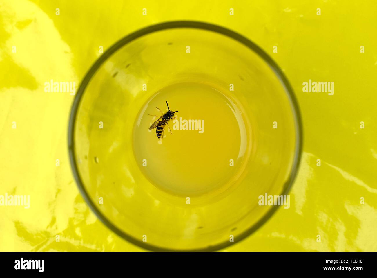 Wasp drowning in a glass of juice, dangerous situation, risk of getting stung Stock Photo