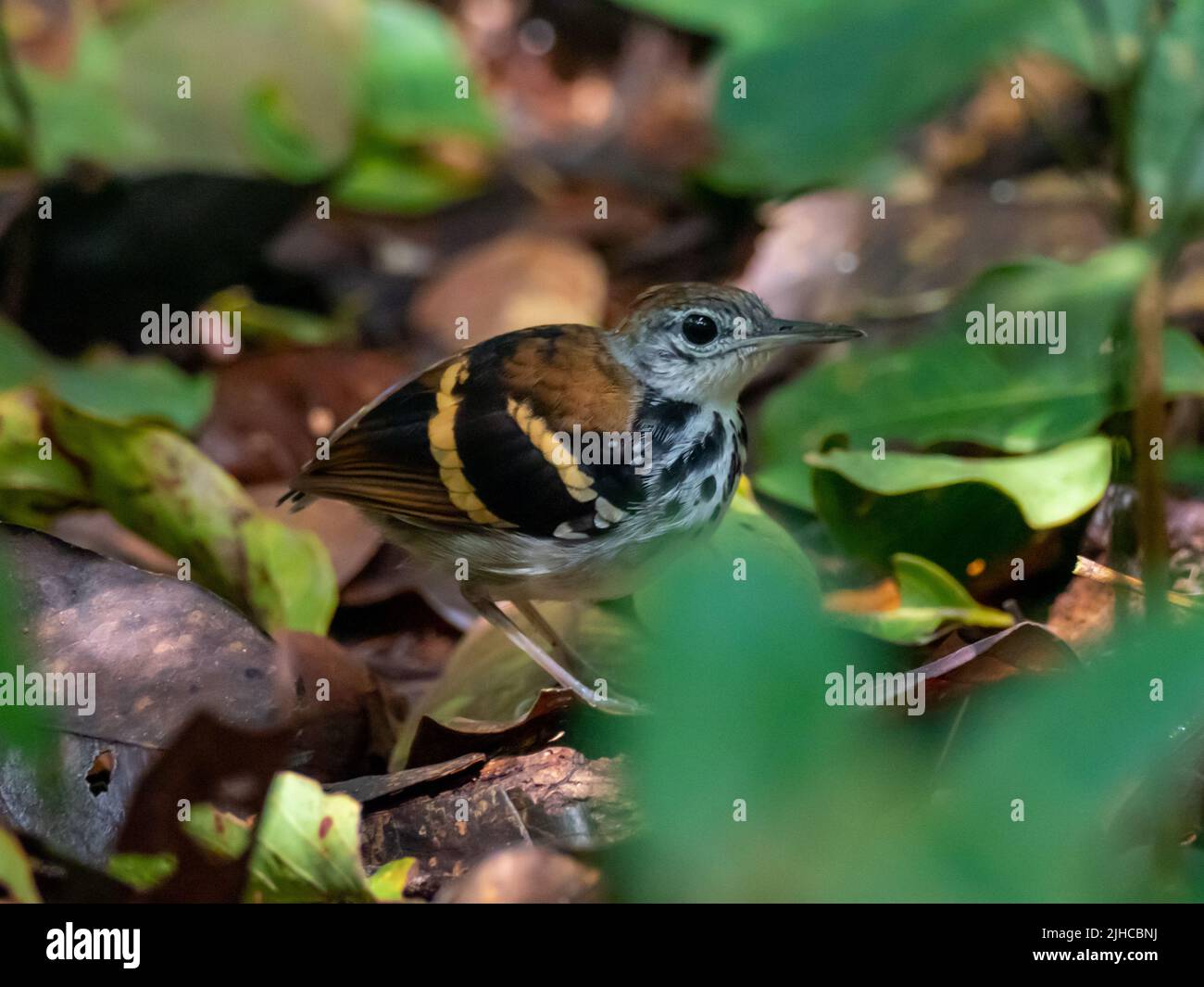 Banded Antbird, a rainforest bird walking on the forest floor in the Amazon of Peru Stock Photo