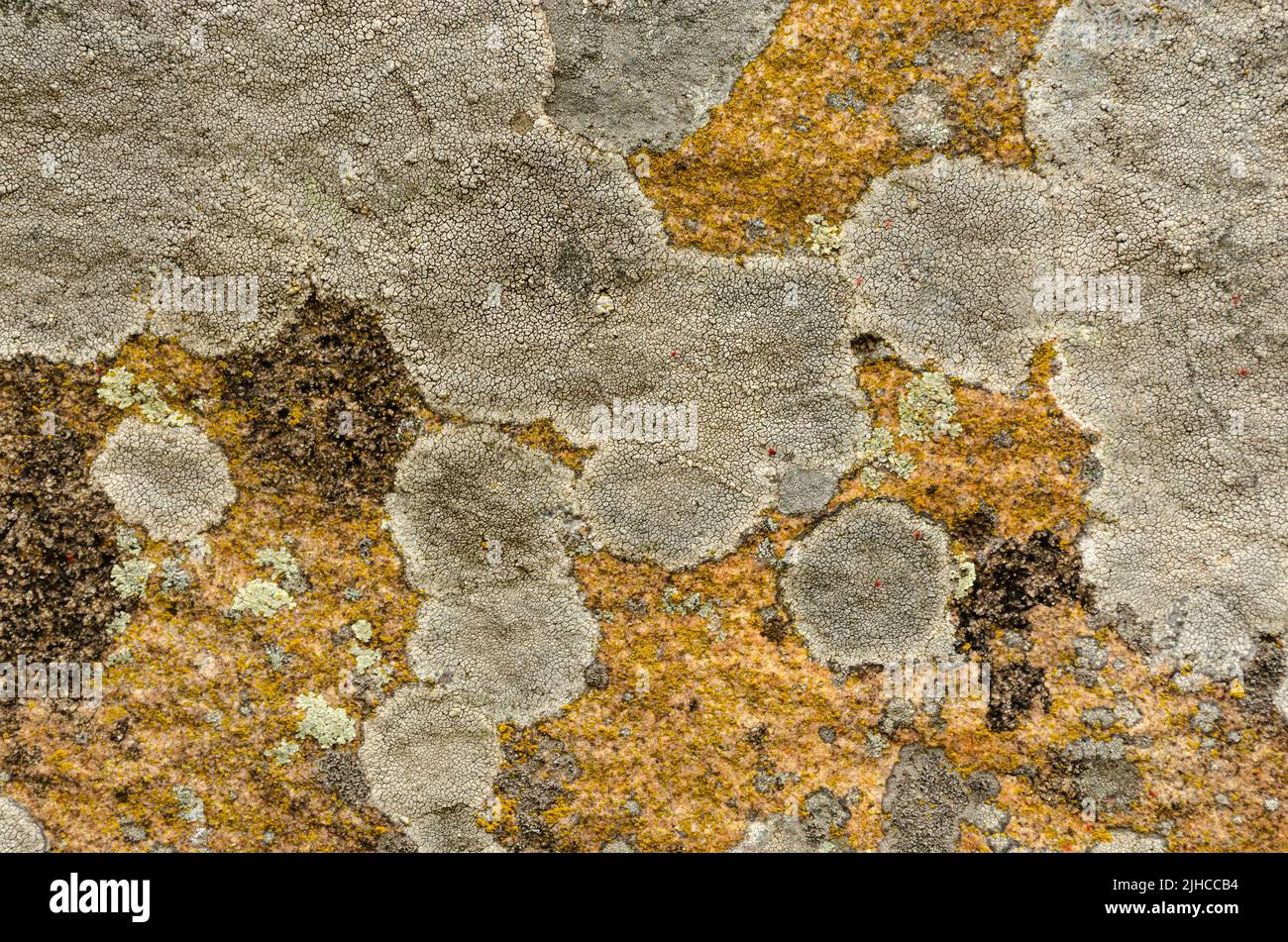 Old gray stone wall with green moss texture background Stock Photo - Alamy