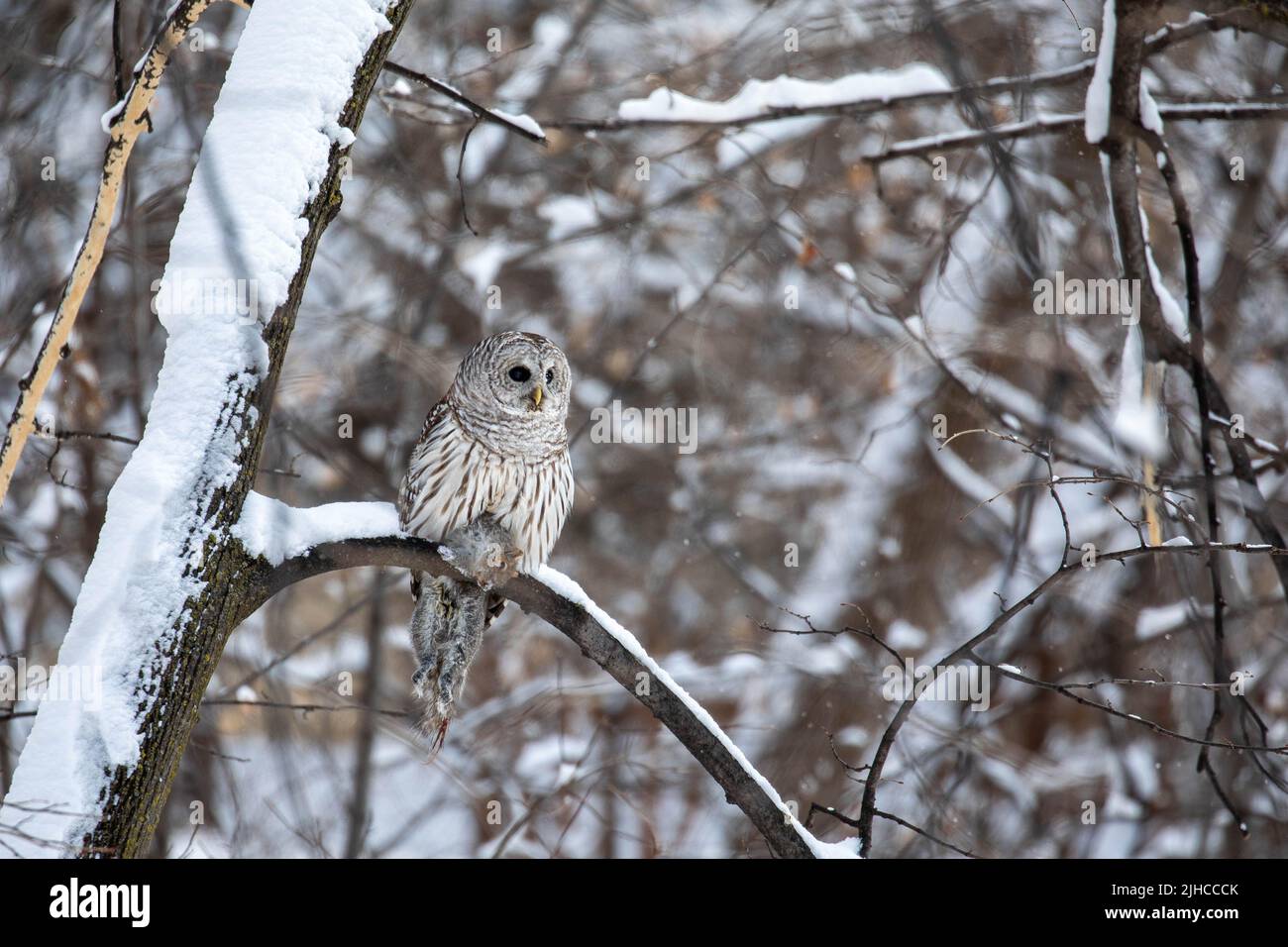 A hungry barred owl catches a squirrel and caries it to a tree branch