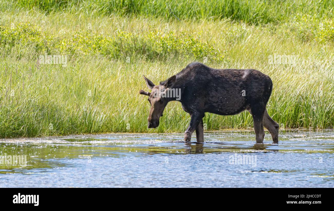 A moose wading in the pond as it searches for water plants to eat Stock