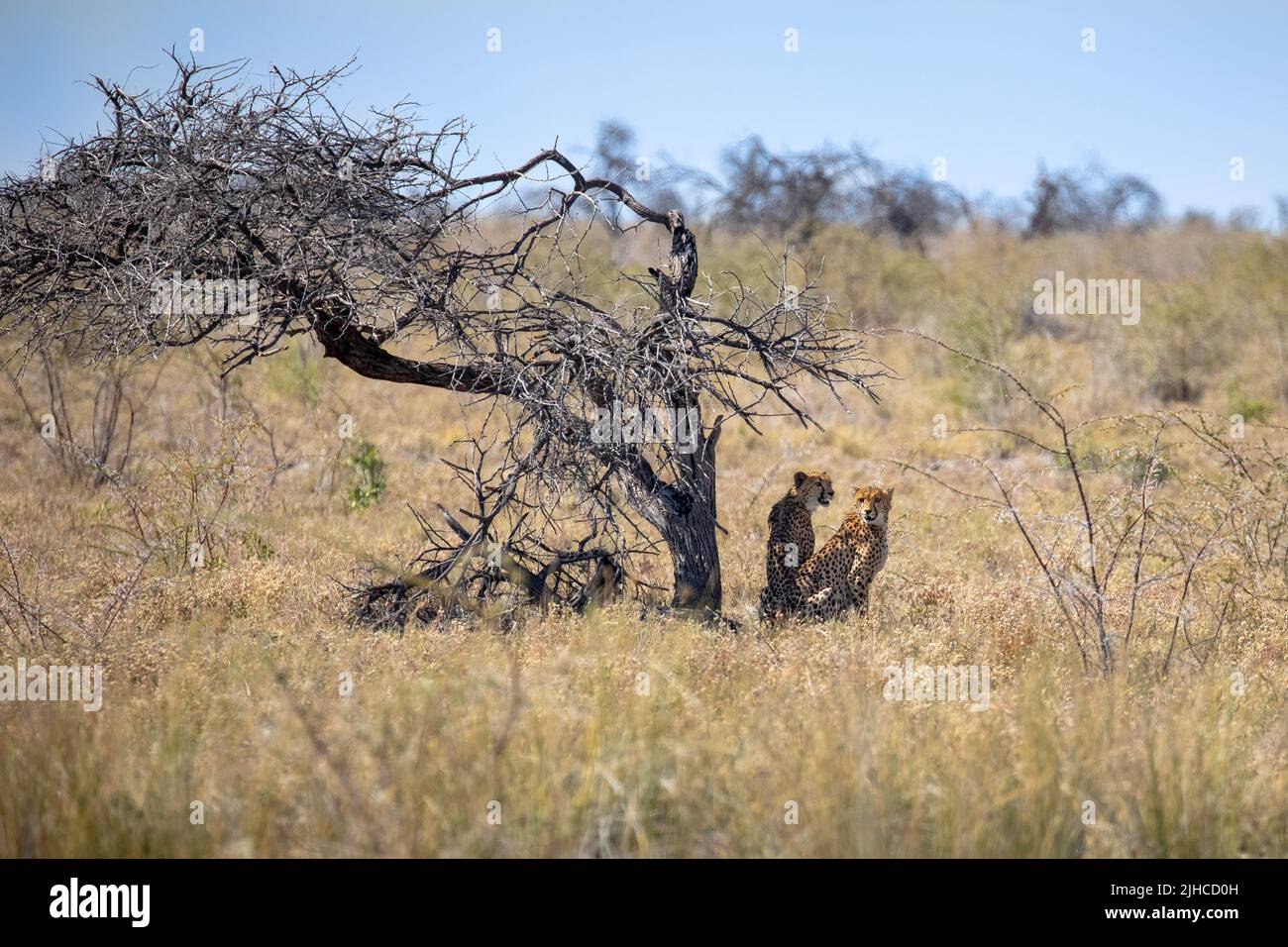 Wild cheetahs in Etosha National Park in Namibia, Africa Stock Photo