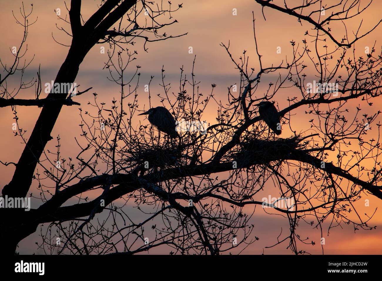Great Blue Herons building nests at Rookery near Minneapolis Stock