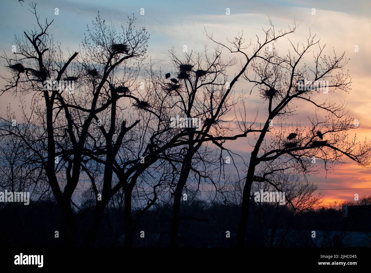 Great Blue Herons building nests at Rookery near Minneapolis Stock