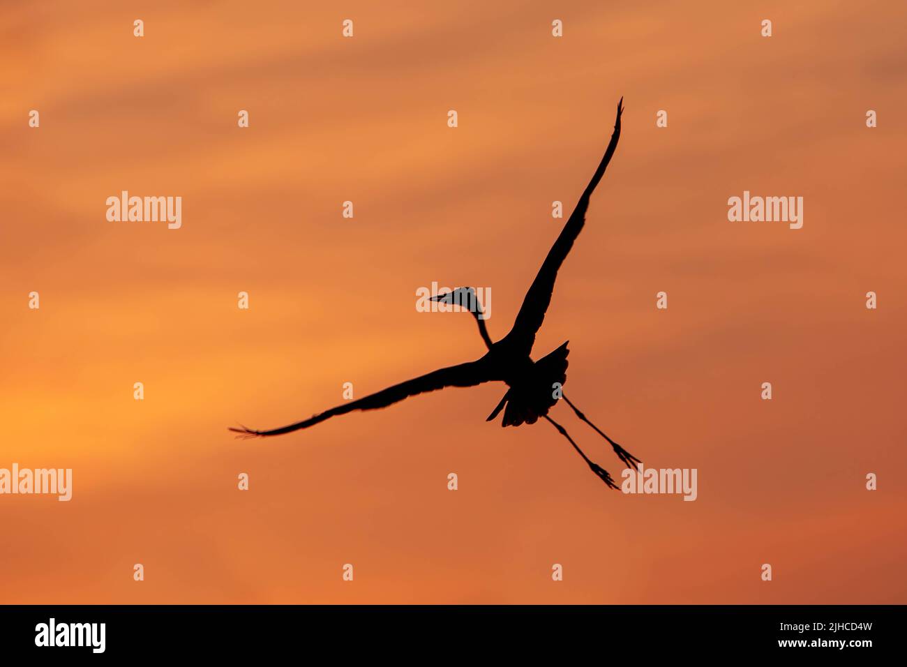 Great Blue Herons building nests at Rookery near Minneapolis Stock