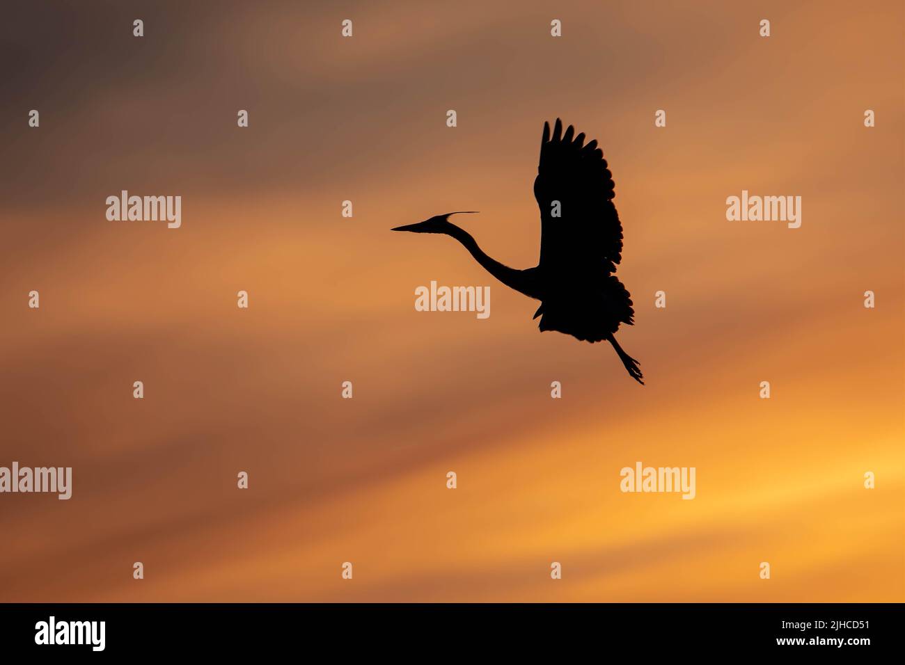 Great Blue Herons building nests at Rookery near Minneapolis Stock