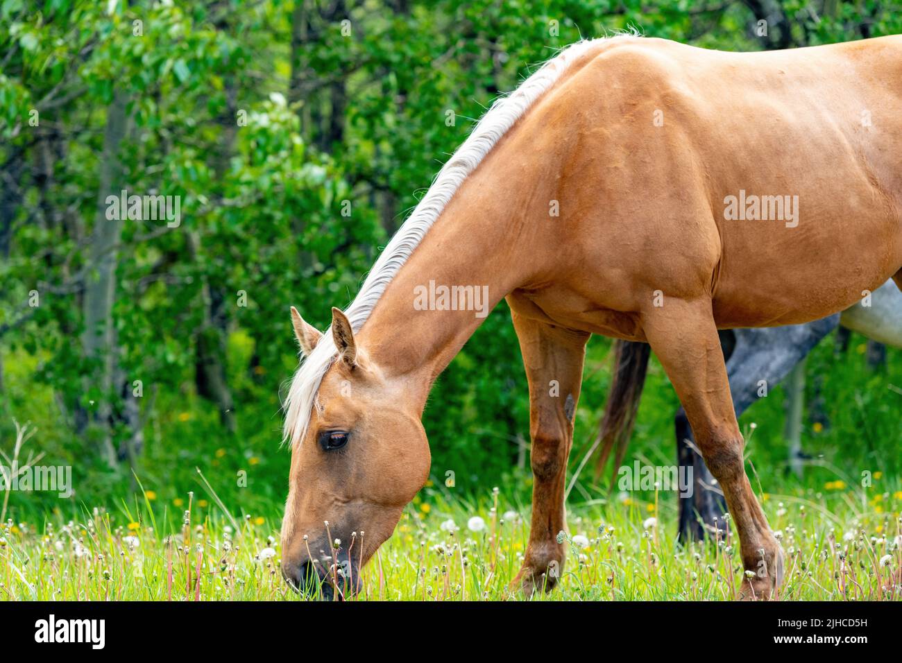 Beautiful buckskin horse deeds on grasses and weeds Stock Photo