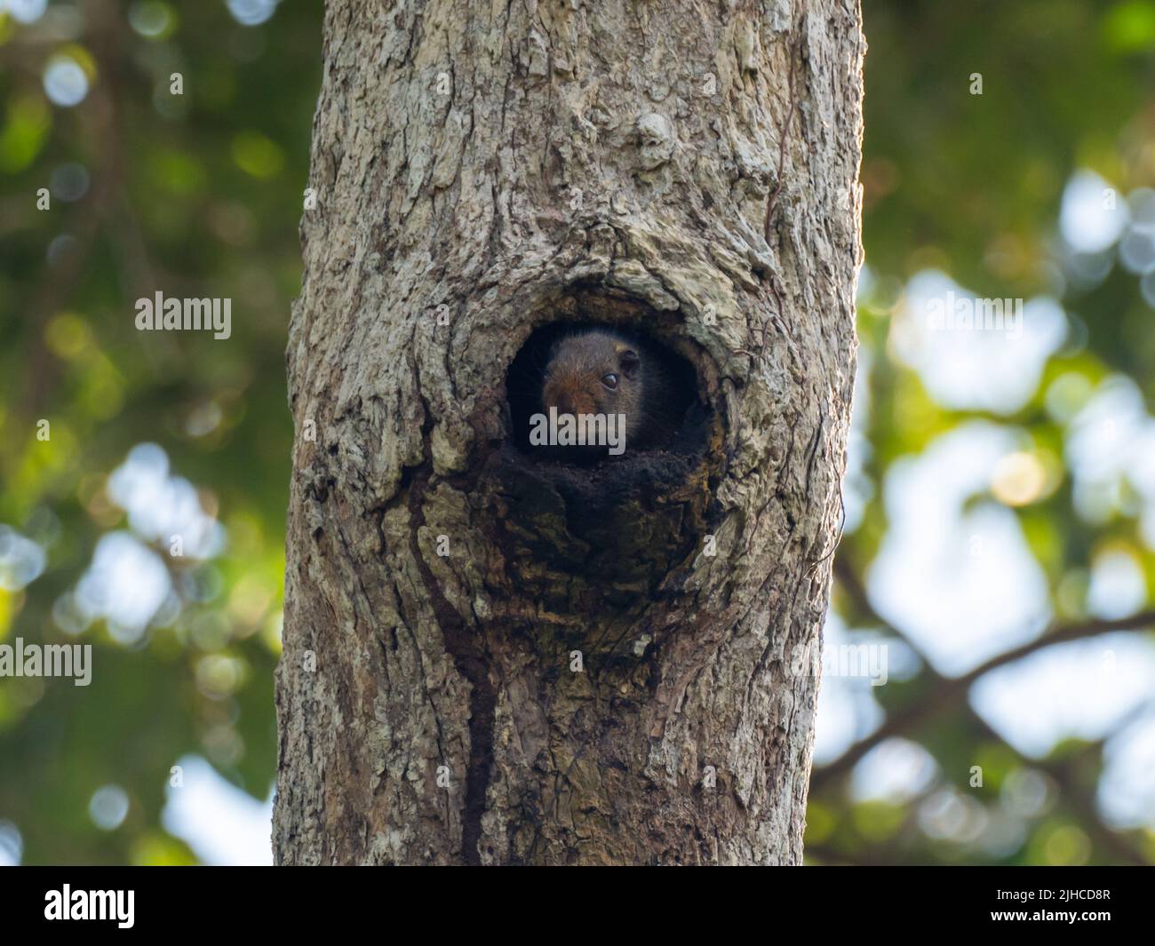 A brush-tailed rat, genus Isothrix, looking out of its nest hole in the Amazon of Peru Stock Photo